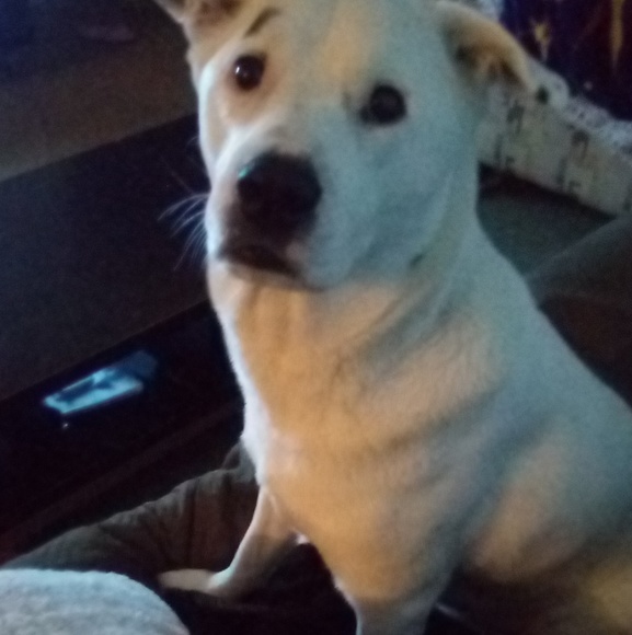 Meet your Posher, Fallon - Picture 1 of 1